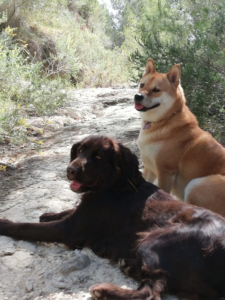 Zorro en Balu